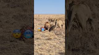 Two brother lions fighting over food 🔥 lion shorts [upl. by Woodson]