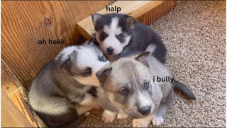 Husky Puppy Throws a Temper Tantrum Barks and CriesHUSKY PUPPIES Being DramaticPuppy Sounds [upl. by Elyrrad]