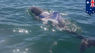 Dolphin wearing tshirt bottlenose dolphin spotted swimming in a tee on Australia Day  TomoNews [upl. by Noelle]