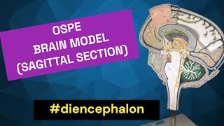 Diencephalon  Sagittal View of Brain  Thalamus  Hypothalamus  Epithalamus  Subthalamus [upl. by Lednahc454]