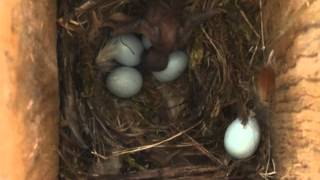 Spring Alive Cuckoo chick in the nest of Common Redstart [upl. by Jurkoic]