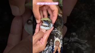 KERANG PUNYA MUTIARA BUAT KALIAN  fish fishing gold satisfying snail [upl. by Greenebaum]