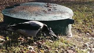 Неофобия у ворон Взрослая ворона боится подойти к лакомству  Neophobic male crow is cautious [upl. by Madda]