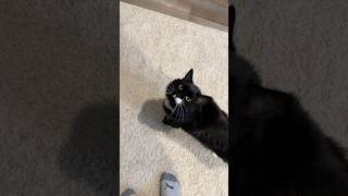 Cute cat explains why nature is better [upl. by Ihteerp]