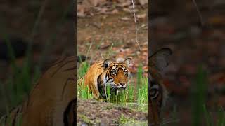 Tiger in forest animals wildlife forest tiger [upl. by Alegnatal]