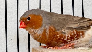 Zebra finch breeding setup pet birds mutation birds [upl. by Stedt]