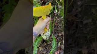 AMANITA CAESAREA XL amanita oronja huevoderey hongos mushroom naturaleza food [upl. by Gibbons]