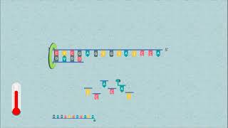 Sanger DNA Sequencing [upl. by Gladys915]