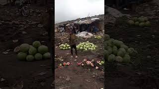 how they off load water melon to seller in our village fruit market [upl. by Zsuedat]