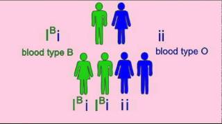 GENETICS 1 INHERITANCE OF BLOOD TYPE [upl. by Allerym]