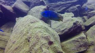 Placidochromis milomo at Nakantenga [upl. by Cyrille]