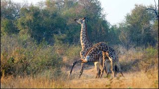 Giraffe Necking Dominance display Kruger National Park [upl. by Eveam689]