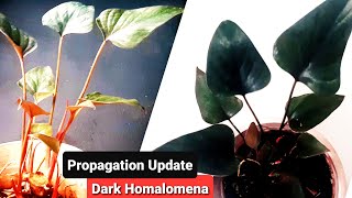 Black Homalomena Propagation Result [upl. by Airotahs]