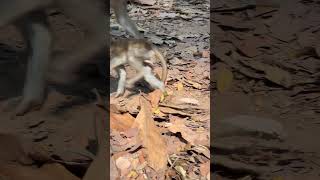 animals angkorwat monkey asia adventure viralshorts [upl. by Campney506]