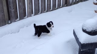 Border Collie Puppy Playing in Snow [upl. by Nirehtac]