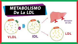 Metabolismo de la LDL Origen función y captación por endocitosis  Bioquímica [upl. by Nesaj501]