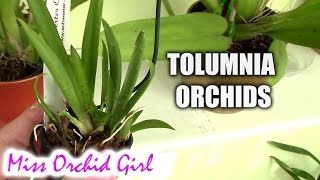 Tolumnia orchids  basic care tips [upl. by Pauwles384]