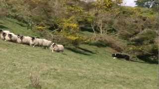 Border Collies and Shepherding in the Scottish Borders by Shadowcat Films [upl. by Horst]