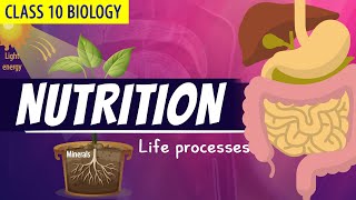 CLASS 10 LIFE PROCESSES FULL CHAPTER Animation PART  1  NCERT Science chapter 6 Nutrition [upl. by Halac]