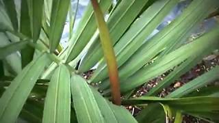 Small Dypsis decipiens [upl. by Caesar118]