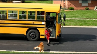 Dogs Waiting And Happy Welcoming When Kids Going Home On The School  Funny Dog Videos 2017 [upl. by Ettenuahs]