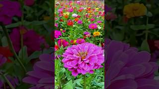 Explore Breathtaking Flower Gardens A Visual Journey Through Natures Beauty  shorts [upl. by Nage844]