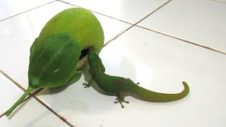 Gecko eating passionfruit [upl. by Yznil502]