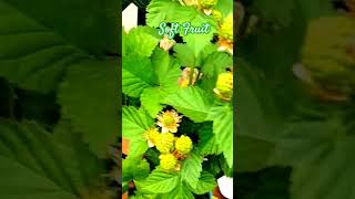 Growing Soft Fruit tnog gardening zone9 fruitplants growyourownfood [upl. by Serra66]