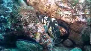 Black and Yellow Rockfish  Reef Check California Indicator Organism [upl. by Imaon958]