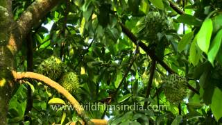 Soursop fruit kills cancer [upl. by Itsym]