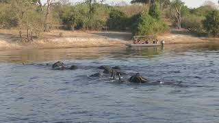 Botswana Chobe N Park  Guado elefanti [upl. by Arihk278]