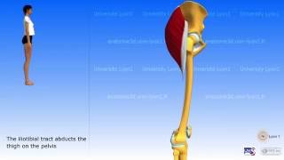 Gluteus maximus tensor fascia lata iliotibial tract [upl. by Garda]