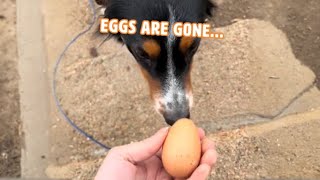 This Dog Loves Stealing Eggs🥚  PAWSOME PETS [upl. by Alix]