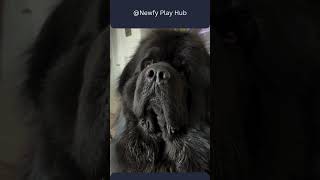 newfiesofinstagram newfoundlands newfie newfielove mondayblues mondaymotivation puppy [upl. by Leoine]