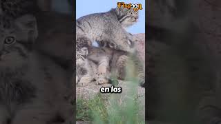 Gato Manul con sus Cachorros animalessalvajes [upl. by Noble394]