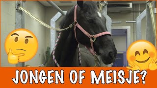 Krijgt Betsy een jongen of een meisje  PaardenpraatTV [upl. by Dorri791]