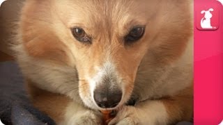 Crazy Corgi Causes Explosion Then Fire [upl. by Eecyal907]