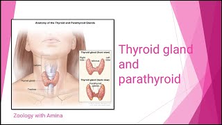 Thyroid gland and parathyroids  Hormones of thyroid gland [upl. by Constantin]