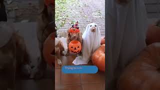 Halloween hack from the expert fetchers toller [upl. by Gnouv]