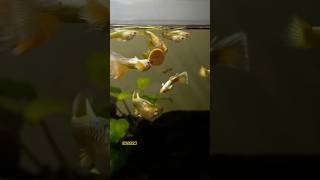 Hochzuchtguppy Full Gold 🥇🥇Zucht Lepistes guppy lepistes guppies guppyfishtank [upl. by Aierdna]