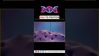 From DNA to Protein How Your Bodys Factory Works 🧬💪 BiologyExplained [upl. by Sitoiyanap]