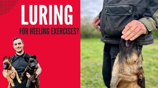 Luring with Food  How to do for the heeling exercise [upl. by Edithe55]