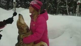 Omnistar  DeeDee Jonrowes Lead Dog for Iditarod 2012 [upl. by Ihsoyim]