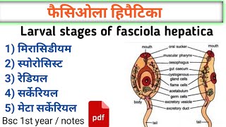 Fasciola hepatica  liver fluke  fasciola larva stage मीरा सिडीयमस्पोरो सिस्ट  bsc 1st year [upl. by Mccartan766]