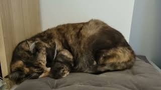 1 minute of very cute sleeping tortie [upl. by Tadeas]