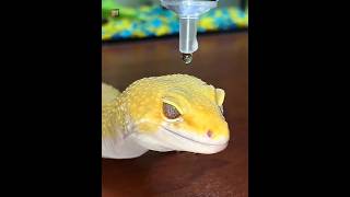 Why Geckos Have Hydrophobic Skin [upl. by Mungam]