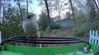 This Cute Little Bird Came Back birds wildlife beversfamilyadventures2577 [upl. by Laureen]