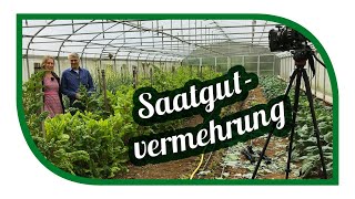 Eigenes Saatgut gewinnen 🌱 Profitipps und Infos aus der Praxis von Saatgut Experten [upl. by Bortz118]