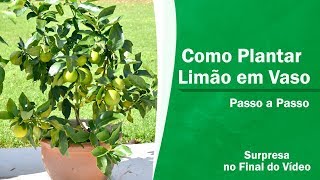 Como Plantar Limão em vaso passo a passo [upl. by Kilah998]