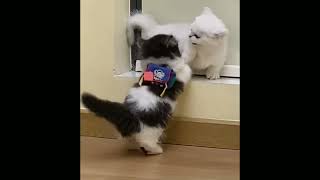 little baby cute catsfunntist animals babysfunny cats videos compalition 2024funnyanimalsvideos [upl. by Ahsienaj]